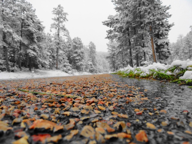 Black-Hills-SD/640x480_Early Winter in BH Sep 11.jpg